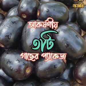 থাই কিং জামুন - ৩টি গাছের প্যাকেজ